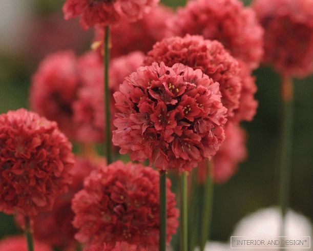 Армерия - яркі букет у вашым садзе